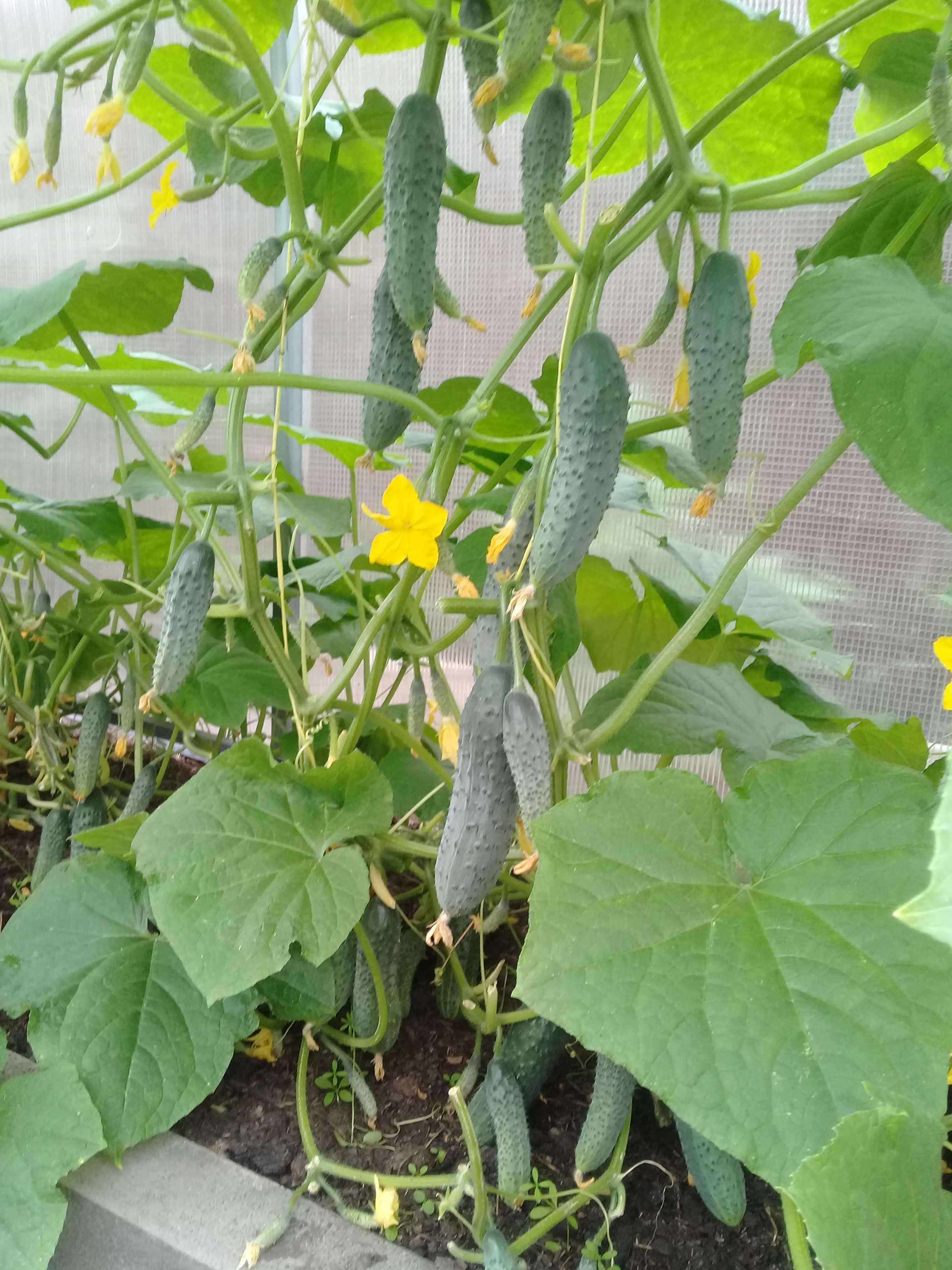 Продам свежие домашние огурцы