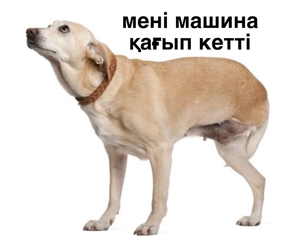 Ерекше иттер мейрімді жанұя іздеуде.