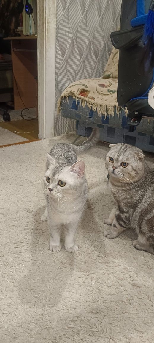 Продаются Котята шотландцы (скотиш фолд)