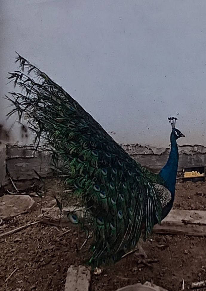 Павлины Индийские