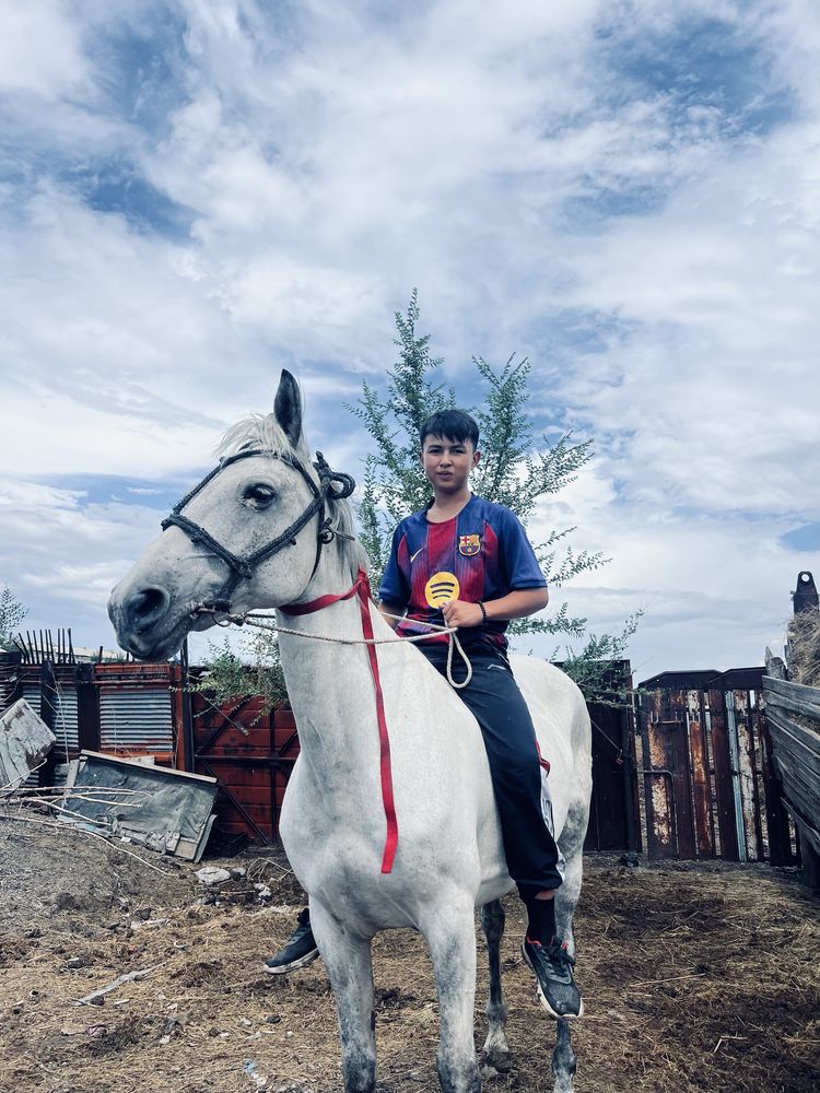 Ат сатылады(лошадь)