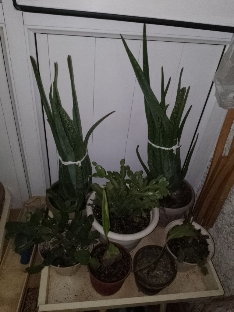 Продам цветы алоэ