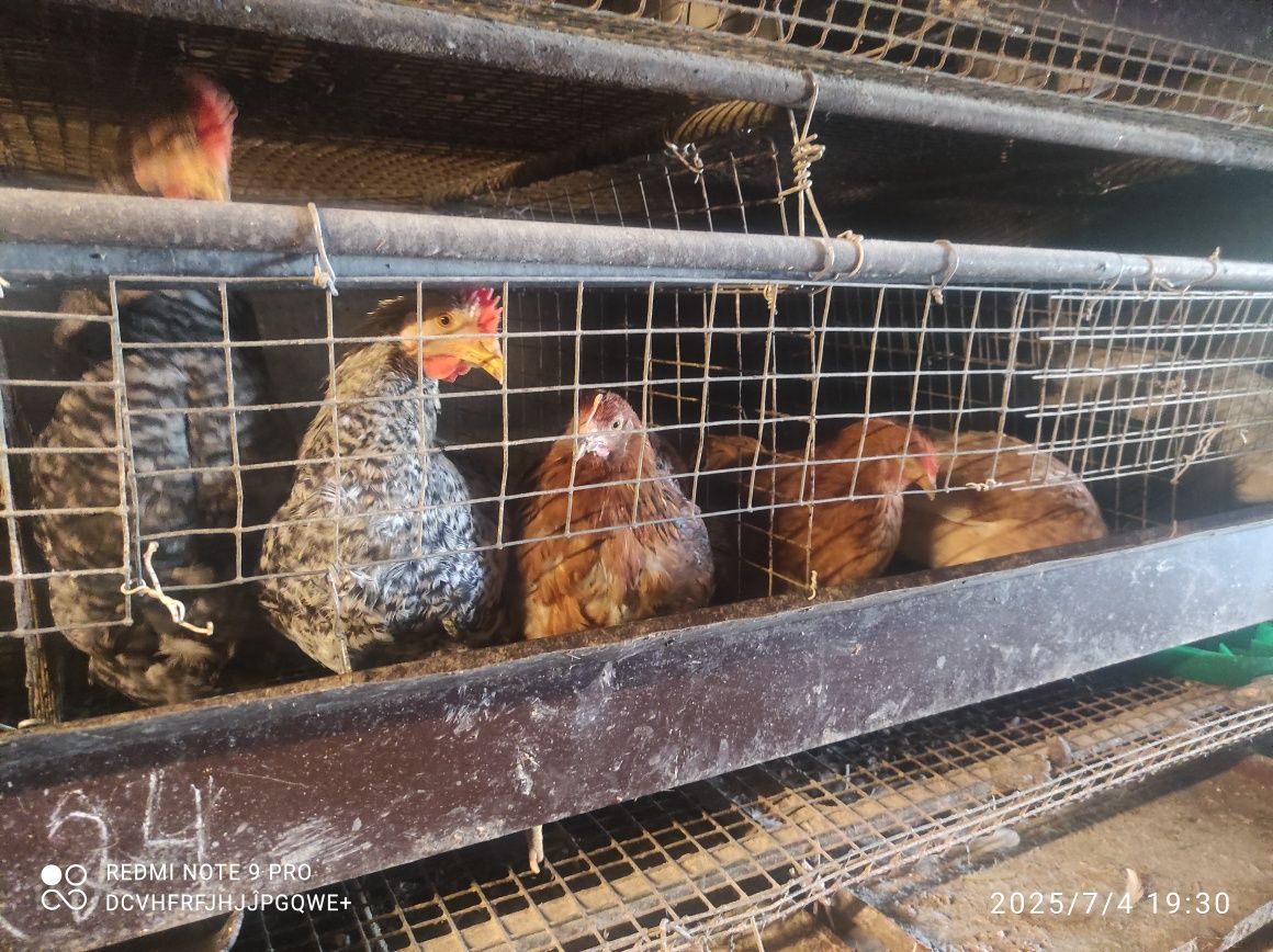 Продам домашнюю птицу, курей, петушков, молодых курочек