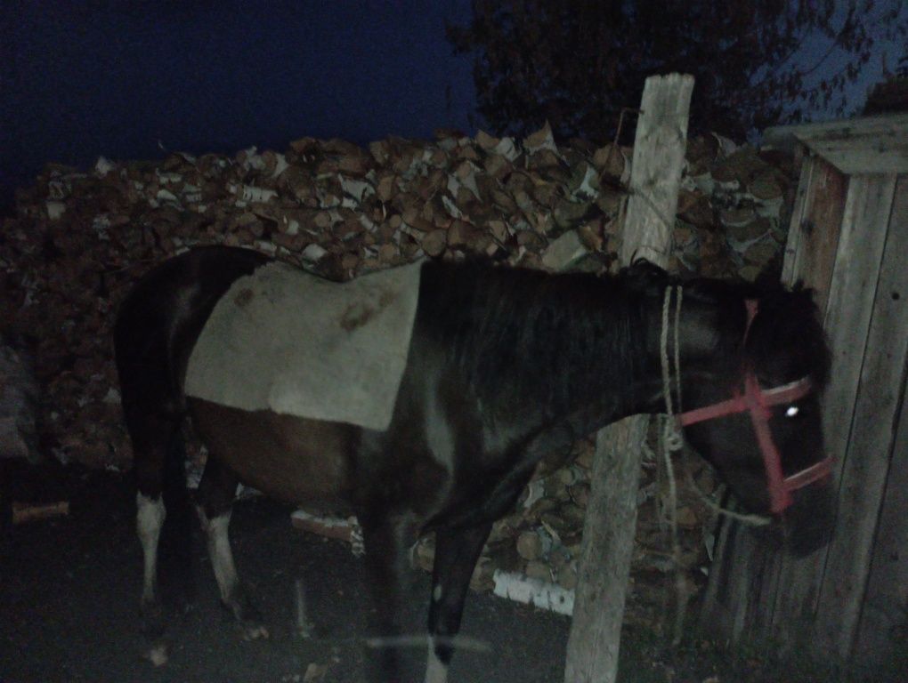 Продам двух кобыл
