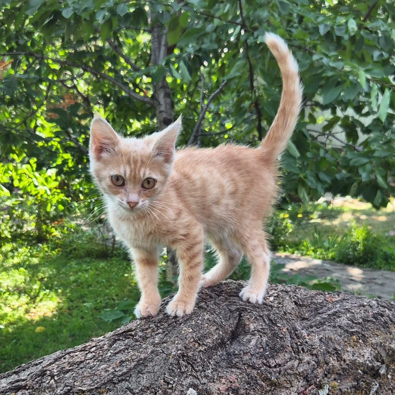Котенок ищет дом