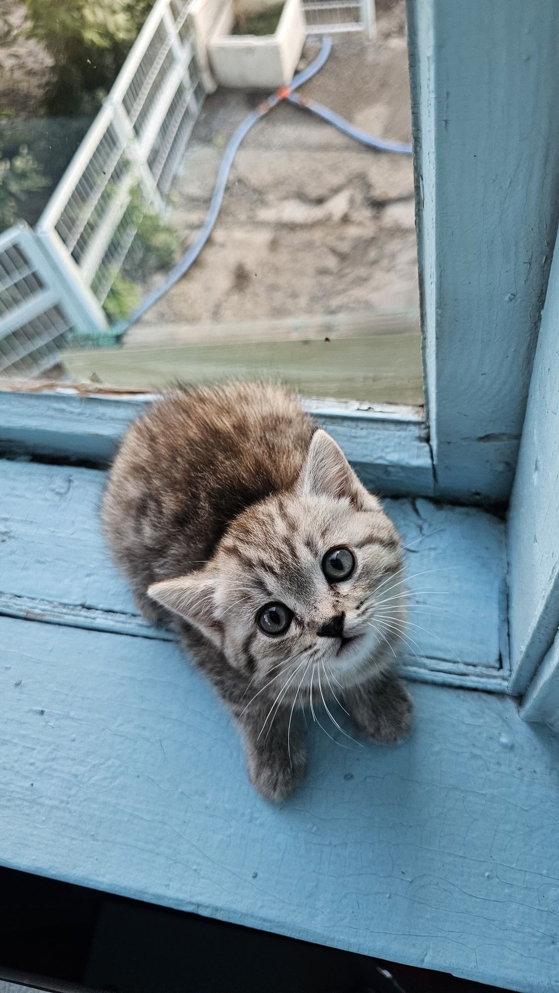 Котята шотландские