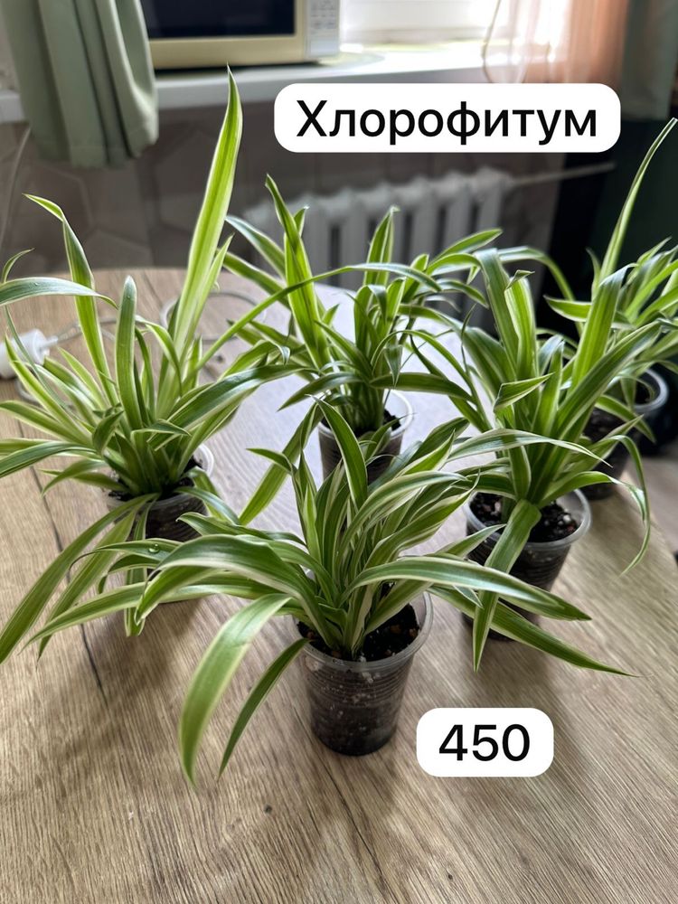 Продам комнатные растения. По городу доставка бесплатно