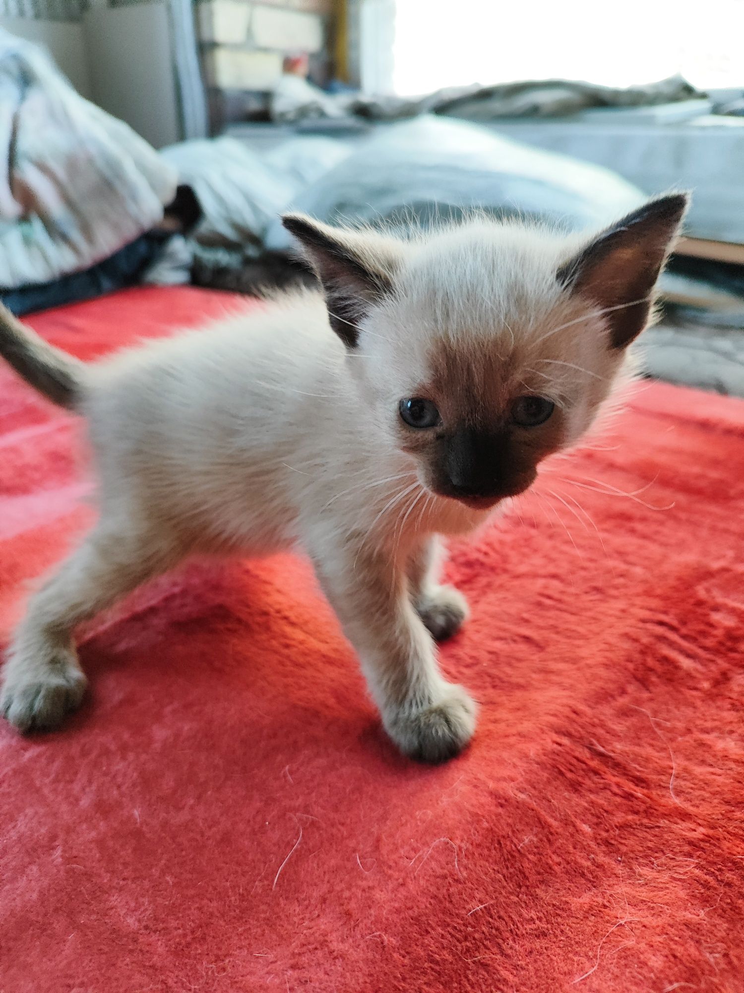 Отдам котят в добрые руки