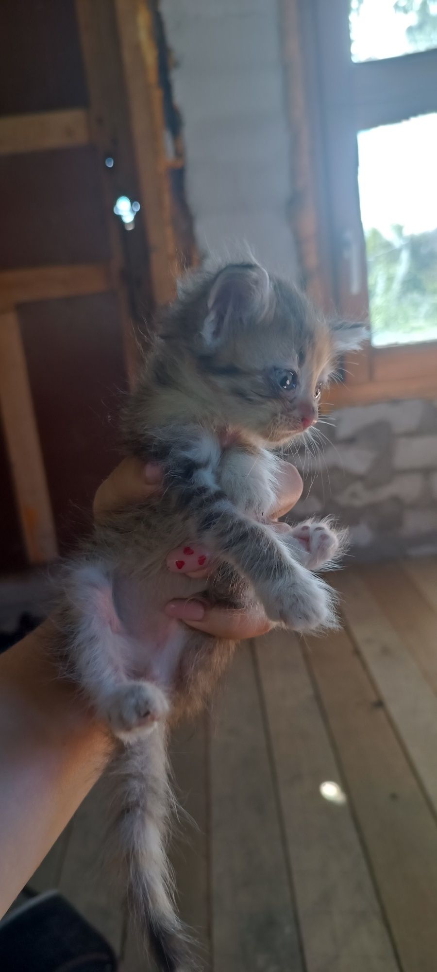 Отдам котят в хорошие руки