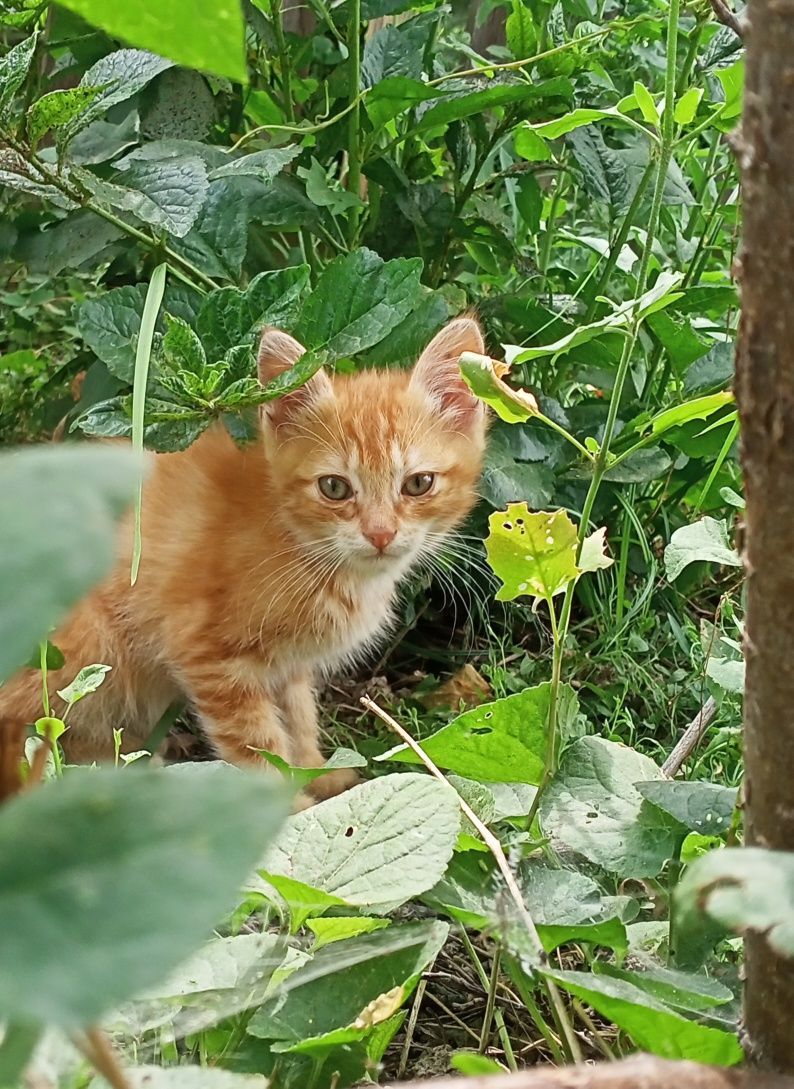 Котята бесплатно,в хорошие руки