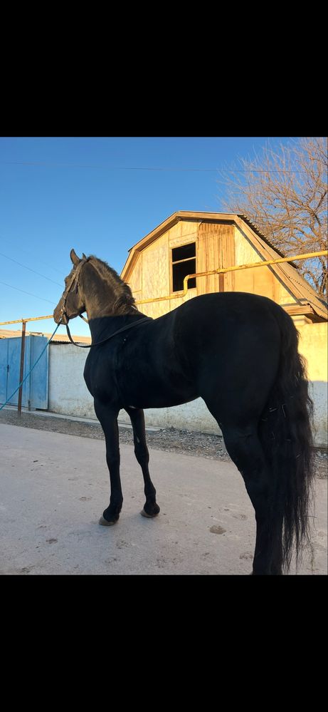 Продается Фризкий жеребец