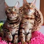 Элитные Котята БЕНГАЛЬСКИЕ !
