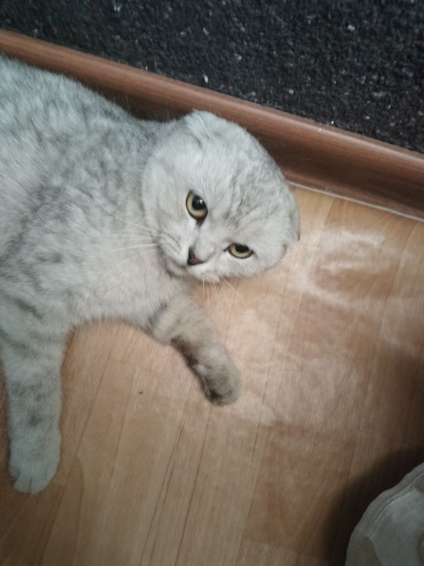 Очень красивая кошка