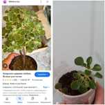 Продам цветочки разные