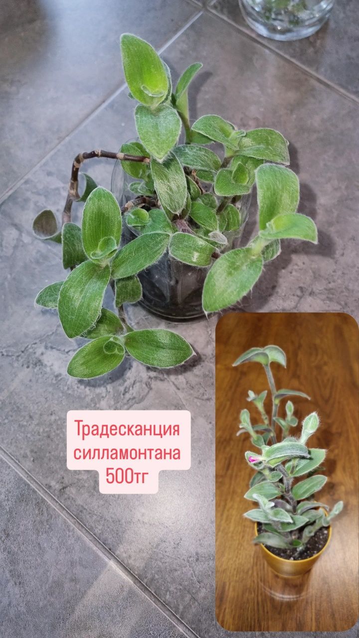 Цветы от 500 до 2000