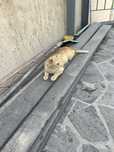 Отдам рыжего кота в хорошие руки