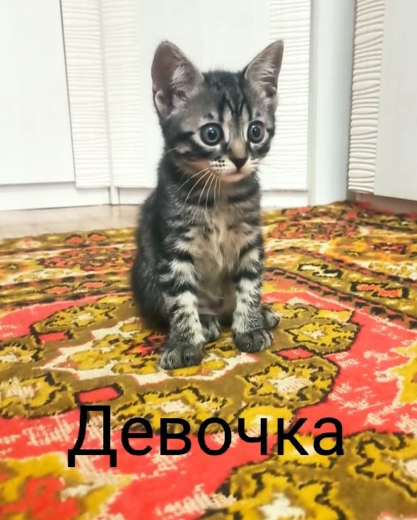 Котята в хорошие добрые руки