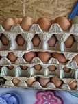 Продам свежие куриные яйца