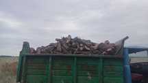 Дрова рубленные, кругляк, карагач, береза, яблоня.  Сухие дрова.