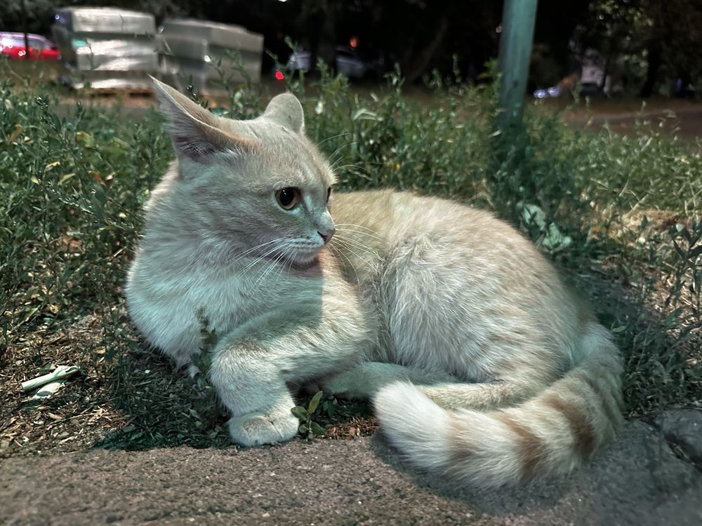 Кошечка ищет дом