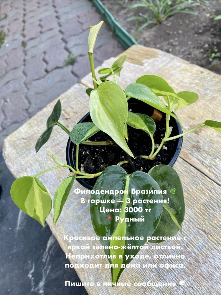 Продаю излишки комнатных растений.