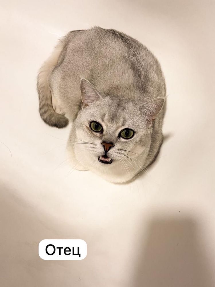 Продается породистый котенок !