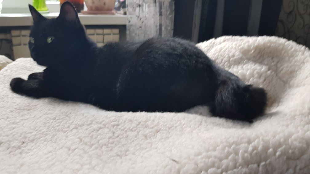 Котенок, бобтейл