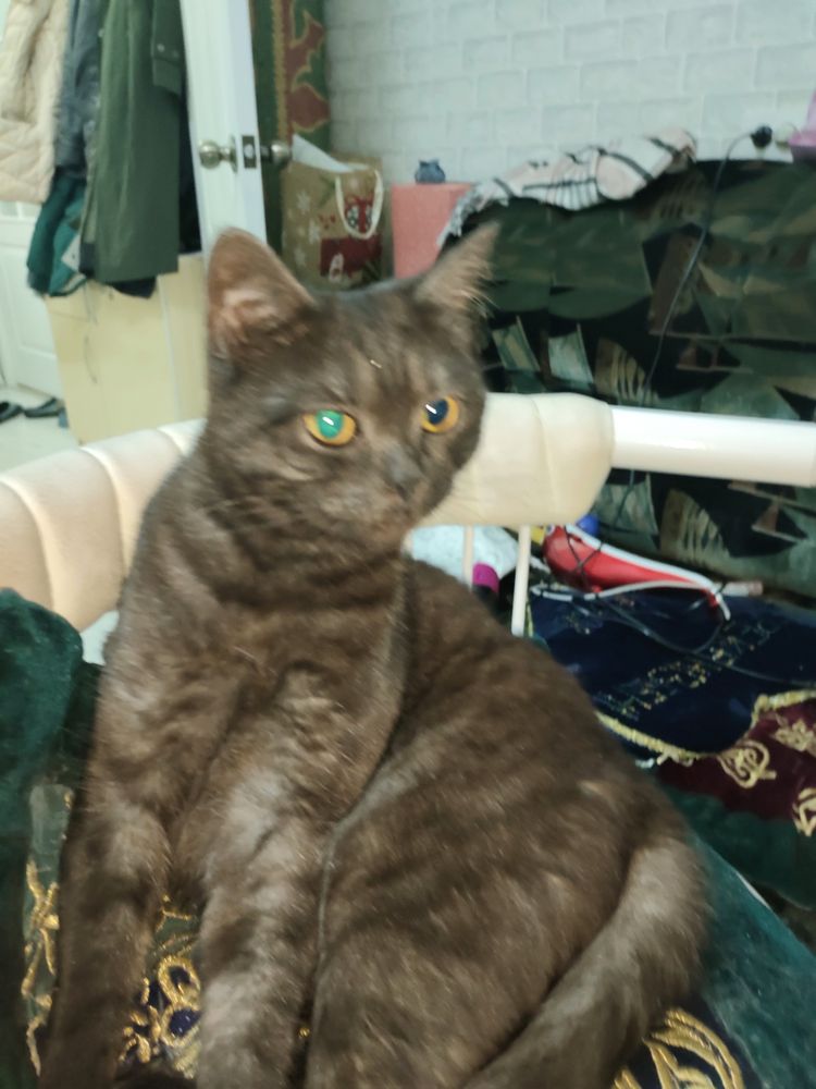 Отлаем кошку в добрые руки