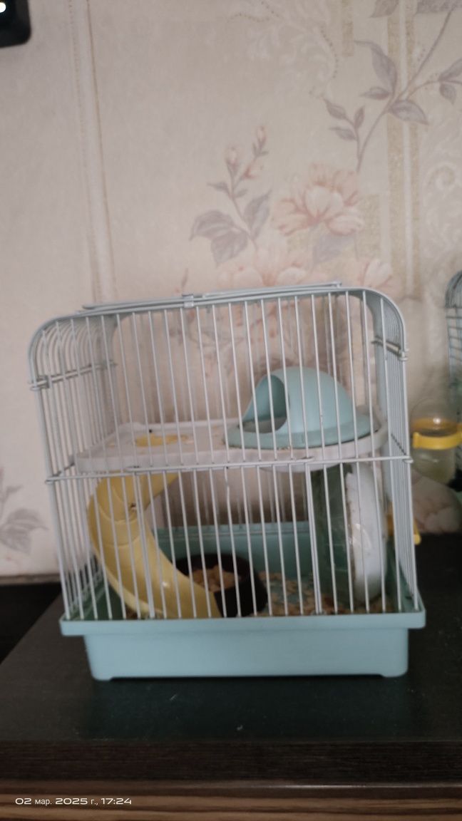 Продам хомячат с клетками