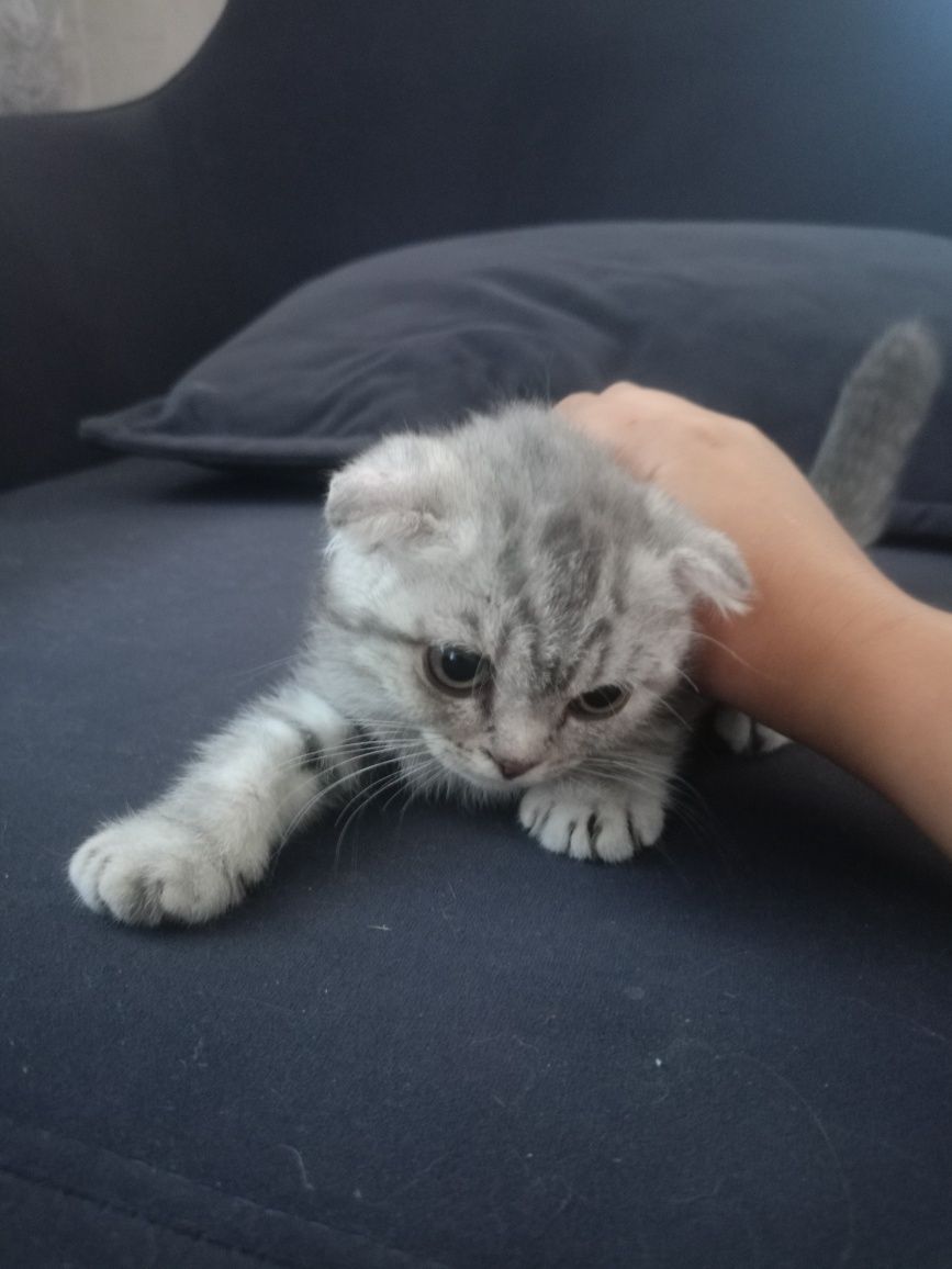 Котята вислоухие