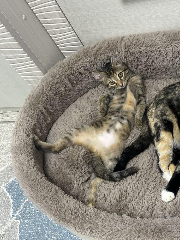 Котята ДЕВОЧКИ только в хорошие руки