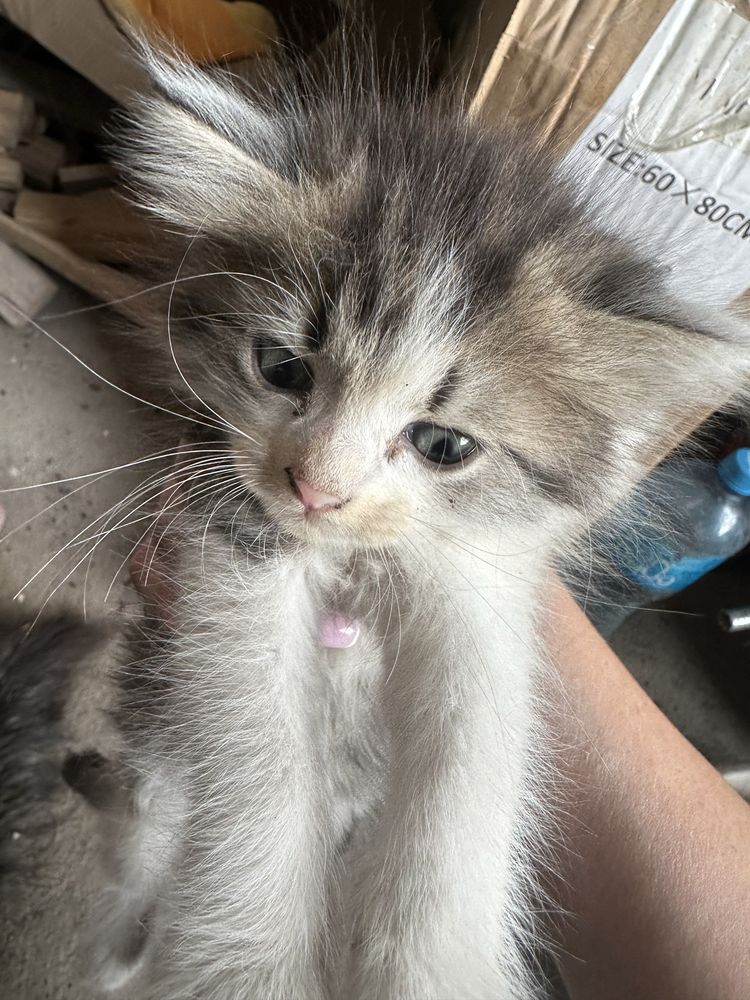 Отдам котят бесплатно