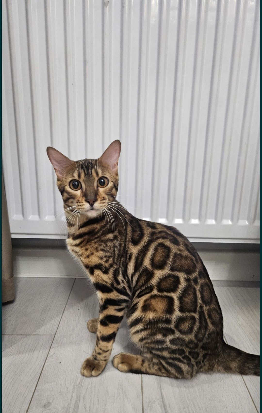 Бенгальские котята шоу класса