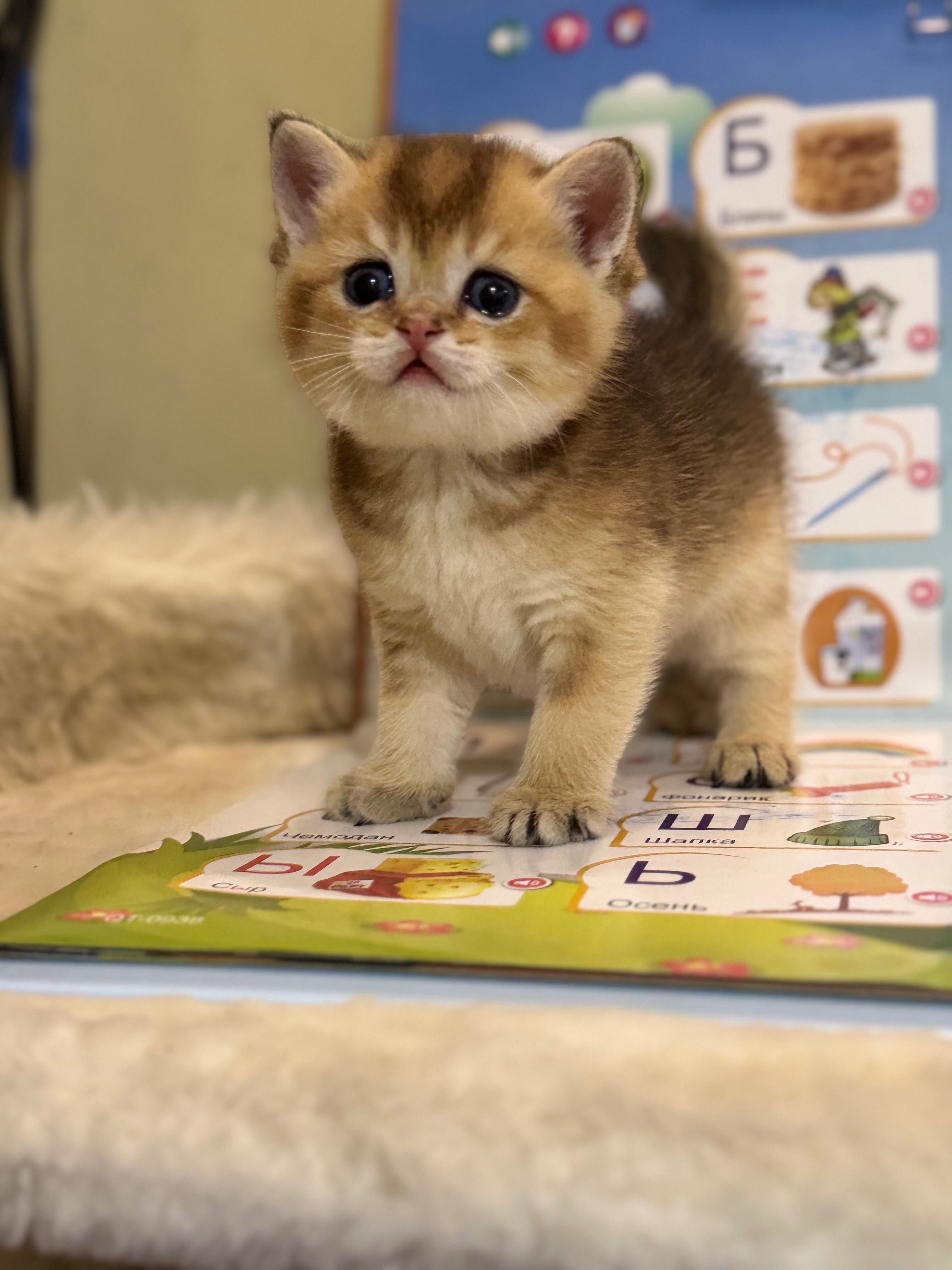 Продаются котята золотая шиншилла.