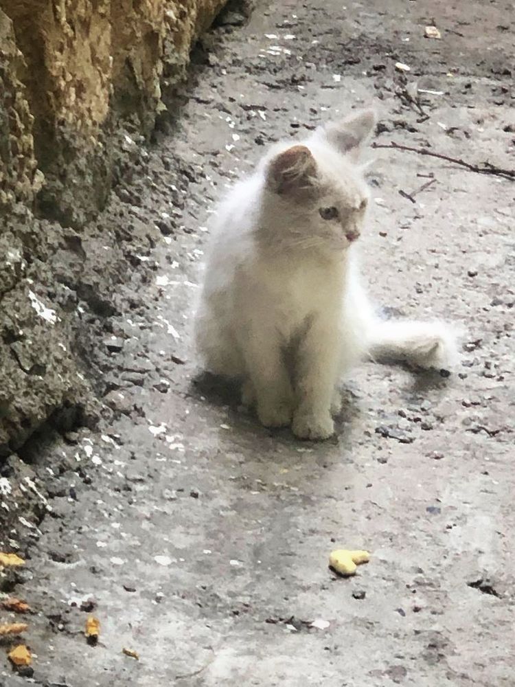 Белый котенок девочка