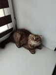 Отдам котенка скотиш фолд