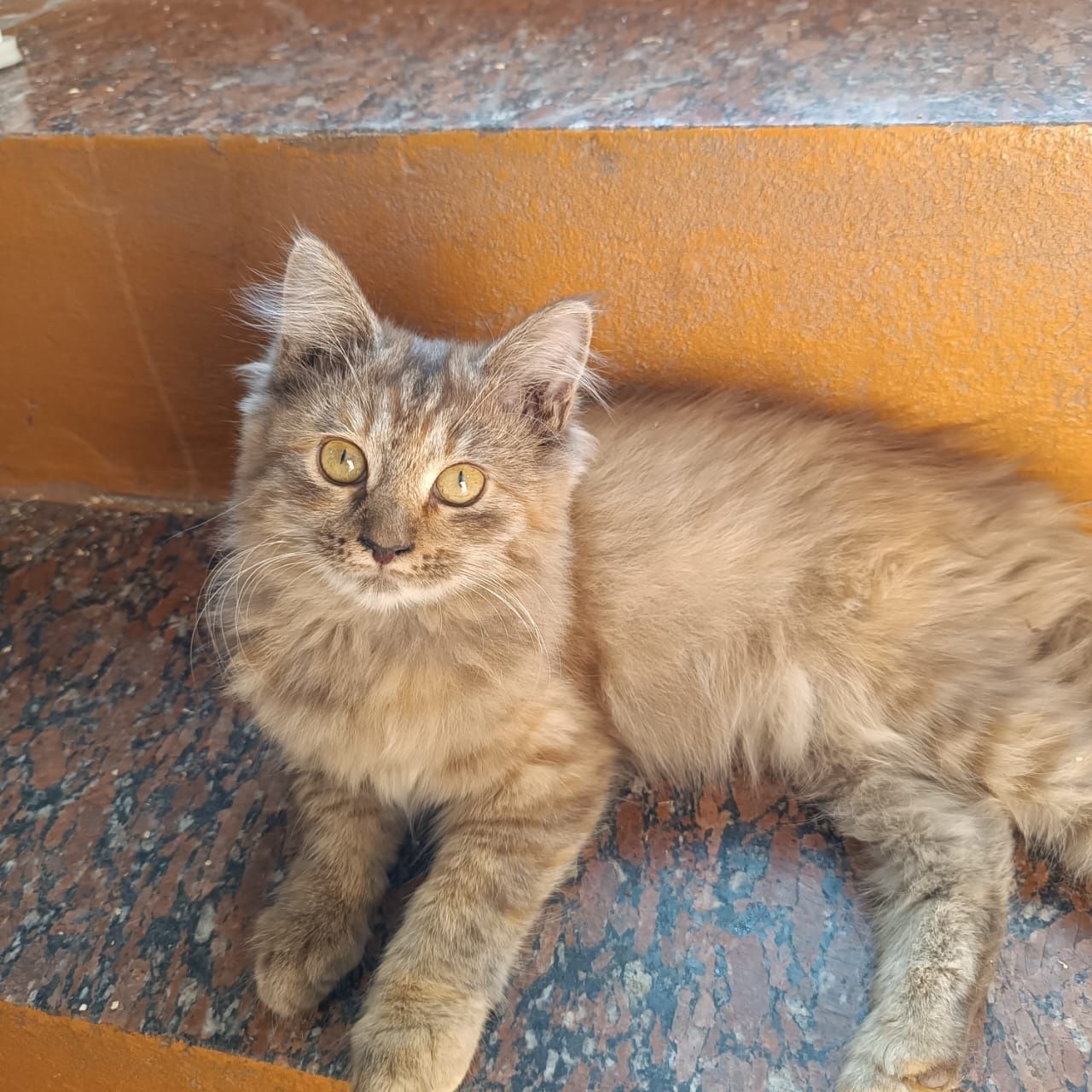 Котенок- девочка