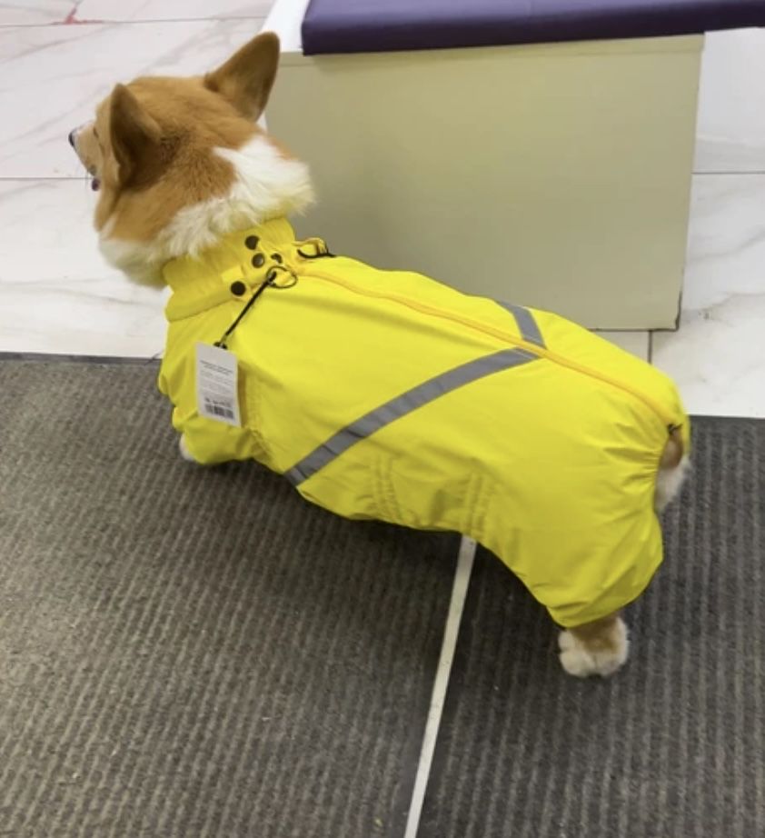 Водоотталкивающий комбинезон DiploDog для Корги (мальчик), размер S,40