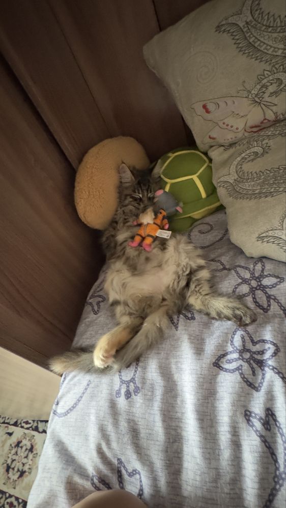 Продаётся котёнок мейн-кун — шикарный пушистик ждёт свою семью!