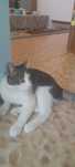 Котенок ищет дом