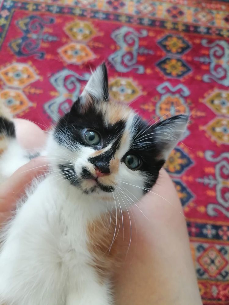 Отдам в добрые руки