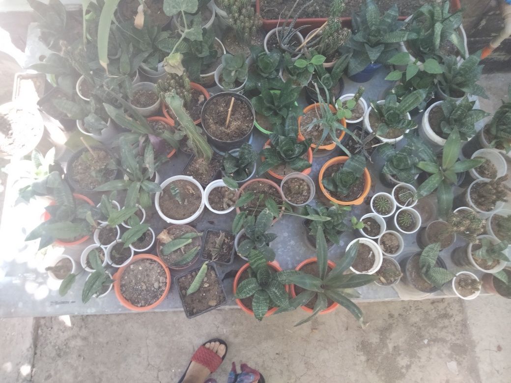 Продам алое и тдр цвети и отроски