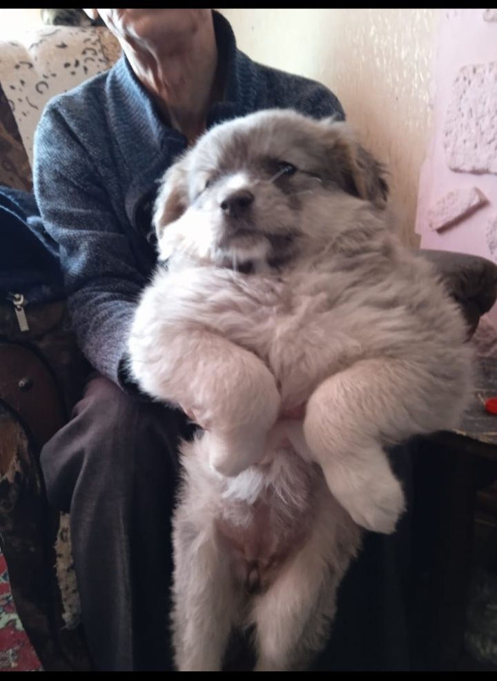Отдам в хорошие руки щенков