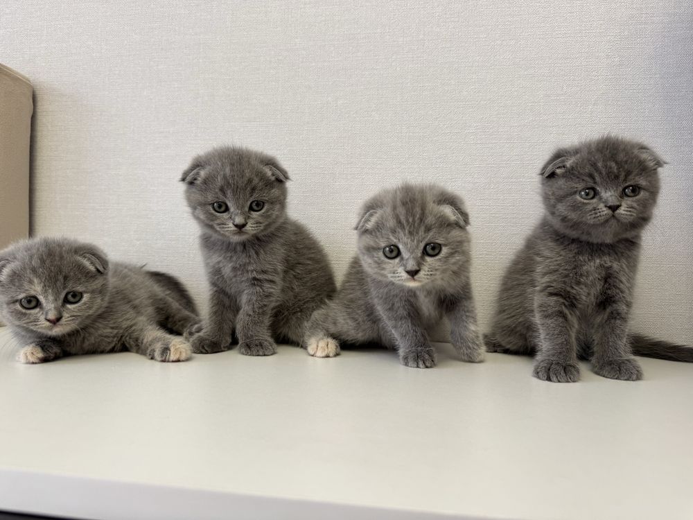 Шотландские вислоухие котята