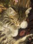 Котенок 1 месяц , красивый и ласковый