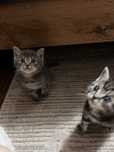 Котенок скотиш страйт