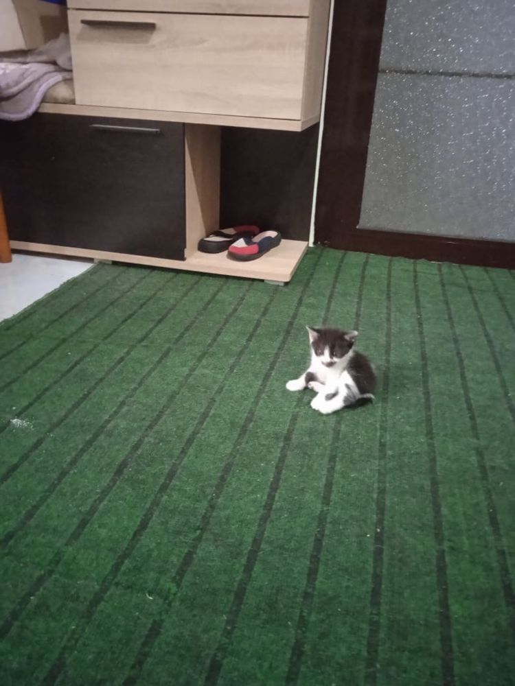 Отдам котят в хорошие руки