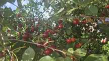 Продам вишню количество ограничено