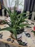 Алое продам. Комнатный