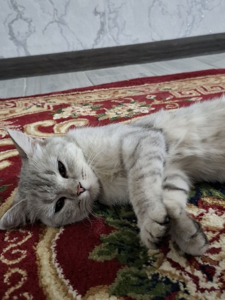 Кошка  Бурмилла девочка